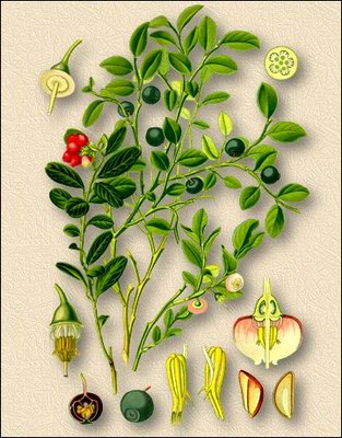Брусника (брусничник) - Vaccinium vitis-idaea L.