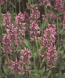   - Betonnica officinalis L.