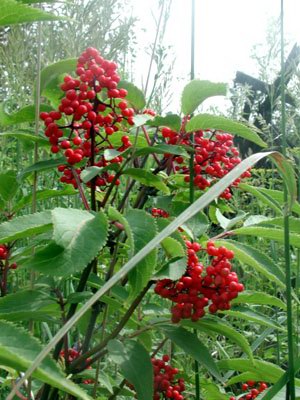   ( , ) - Sambucus racemosa L.