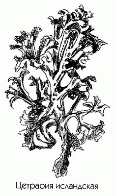 Цетрария исландская (мох исландский) - Cetraria islandica L. // Lichen islandicus L