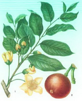 ���������� - Hydnocarpus kurzii (King.) Warb. Taractogenos kurzii King.