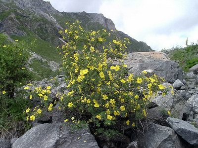    - Pentaphylloides fruticosa (L.) O. Schwarz Potentilla fruticosa L.