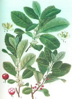 ��� ������������ (����) - Ilex paraguariensis St. Hil. // Ilex Mate St. Hil.