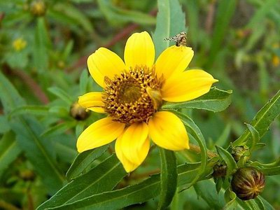 ������ �������� - Bidens cernua L.