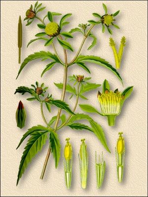   - Bidens tripartita L.