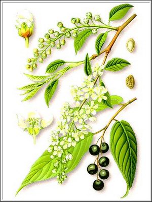 Черемуха обыкновенная - Padus avium Mill. // Padus racemosa Gillib. Prunus padus L.