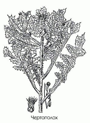  ( ) - Carduus benedictus Aust. // Cnicus benedictus L.