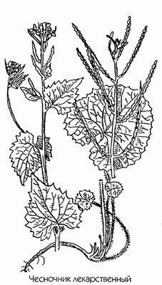   () - Alliaria officinalis Andrz.