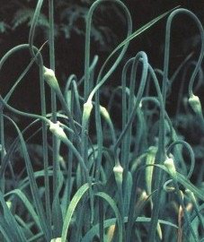 Чеснок - Allium sativum L.