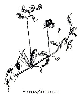 ���� ������������ (������ ��������, ���� �������) - Lathyrus tuberosus L.