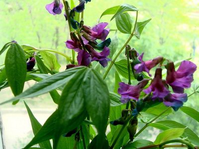   ( ) - Lathyrus sylvestris L.