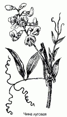 ���� ������� (���� ������, �������-�����) - Lathyrus pratensis L.