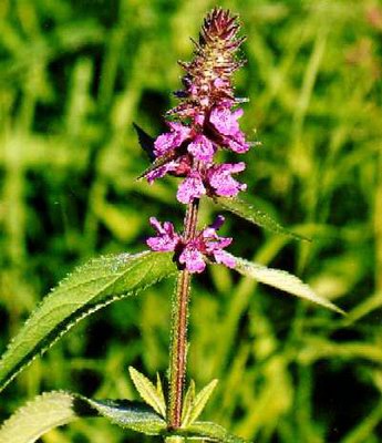   - Stachys palustris L.