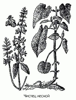   ( ,  ) - Stachys silvatica L.