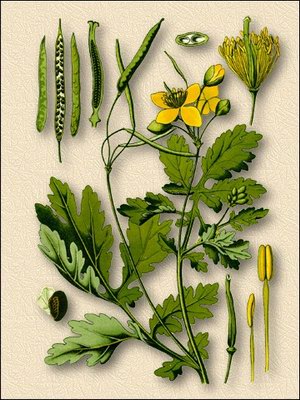 �������� ������� - Chelidonium majus L.