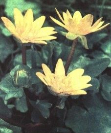   ( , ) - Ficaria ranunculoides Roth. // Ficaria verna Hyds.