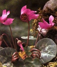   ( ) - Cyclamen adsharicum Pobed.