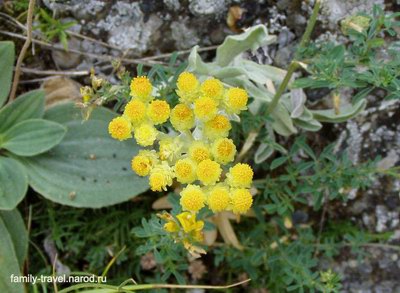   ( ) - Helichrysum arenarium L // Gnaphalium arenarium L