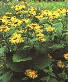   () - Inula britanica L.