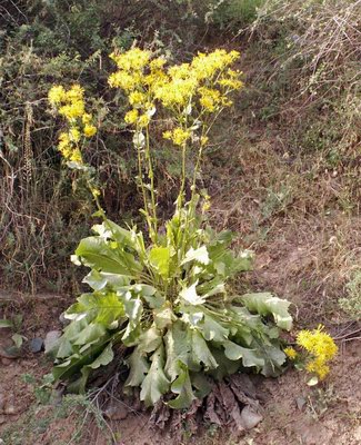   ( ,  , ) - Inula macrophylla Kar. et Kir. // Inula grandis Schrenk.