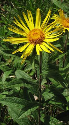   () - Inula hirta L.