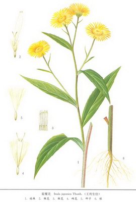   - Inula japonica Thunb.