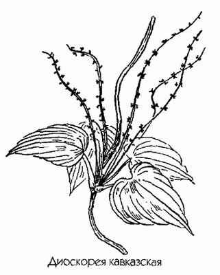 ��������� ���������� - Dioscorea caucasica Lypaky