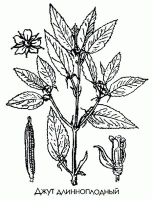   - Corchorus olitorius L