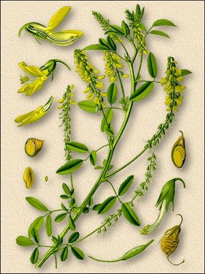 ������ ������������� (������ ������, ������ ������) - Melilotus officinalis Desr.