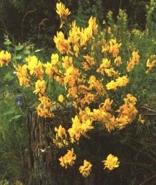   - Genista tinctoria L