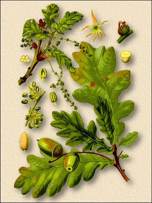 Дуб черешчатый (дуб обыкновенный) - Quercus robur L. // Quercus pedunculate Ehrh.