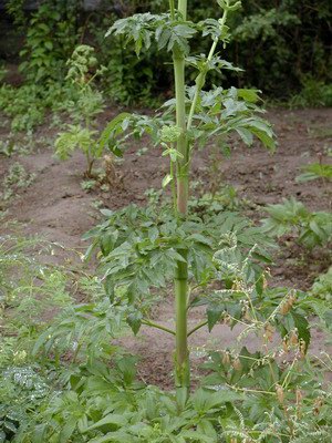   - Angelica amurensis Schischk.