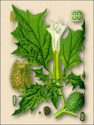   ( ) - Datura innoxia Mill. f. vulgaris Datura metel aust. non L.