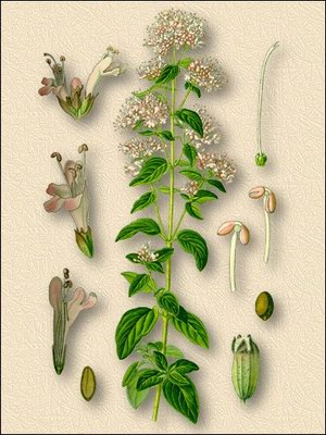 Душица белая (душица южная) - Origanum heracleoticum L.