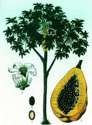   () - Papaya vulgaris DC // Carica papaya L.