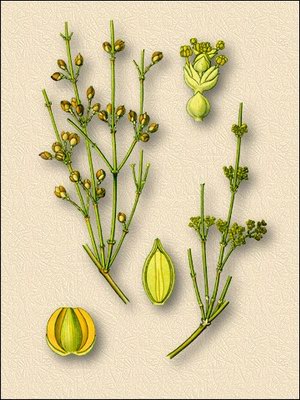   ( ) - Ephedra distachya L // Ephedra vulgaris Rich. p.p.