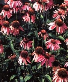   - Echinacea purpurea Moench.