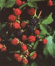  - Rubus caesius L.