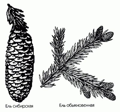   ( ,  ) - Picea excelsa Link. // Picea abies (L.) Karst.