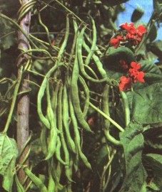 ������ ������������ - Phaseolus nanus L. Phaseolus vulgaris (L.) Savi var. nana Ach.