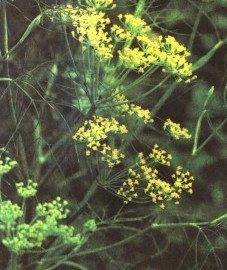   ( ) - Foeniculum vulgare Mill.