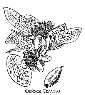 ������ ������� - Feijoa sellowiana Berg.