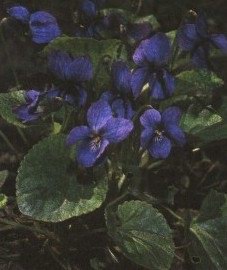   - Viola odorata L.