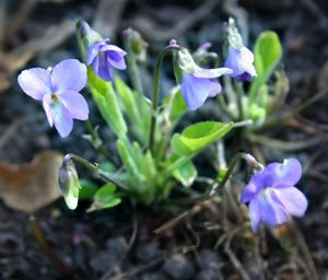   ( ,  ,  ) - Viola hirta L