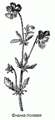 ������ ������� - Viola arvensis Murr.
