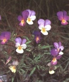 ������ ����������� (������� ������) - Viola tricolor L.