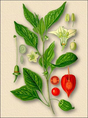 ������� ������������ (����� �������, ������ �����) - Physalis alkekengi L.