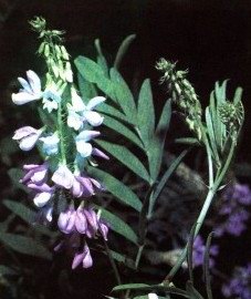   ( ) - Galega officinalis L.