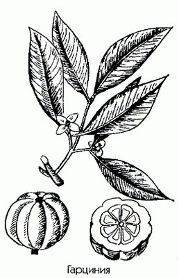�������� (��������) - Garcinia hamburyi Hook.