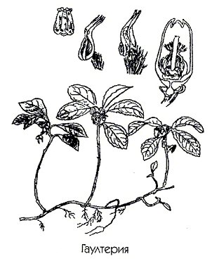  ( ) - Gaultheria procumbens L.